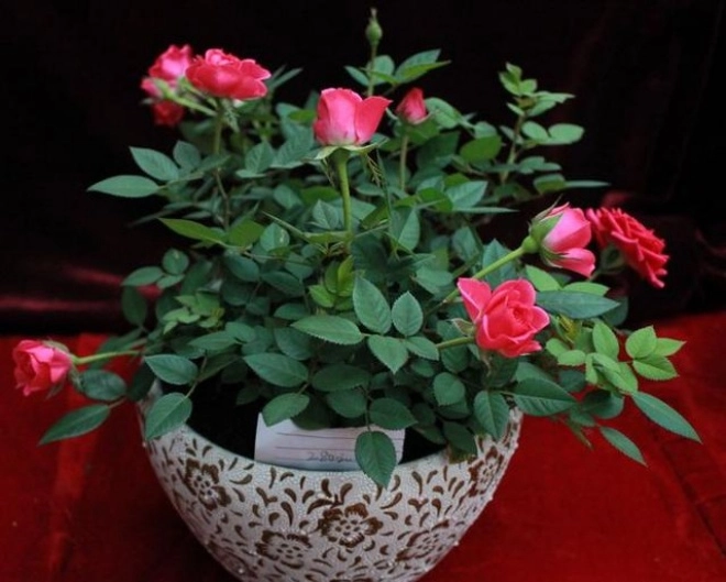 Chậu hoa hồng ngoại lâu bung nở chỉ cần 4 thao tác nhỏ bạn có thể thu hoạch cả vườn - 1