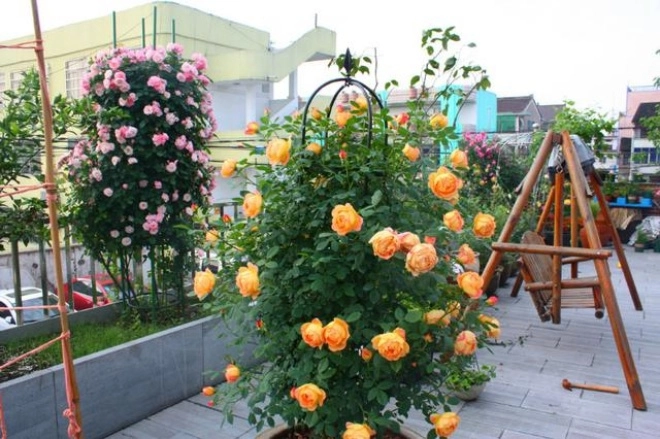 Chậu hoa hồng ngoại lâu bung nở chỉ cần 4 thao tác nhỏ bạn có thể thu hoạch cả vườn - 2