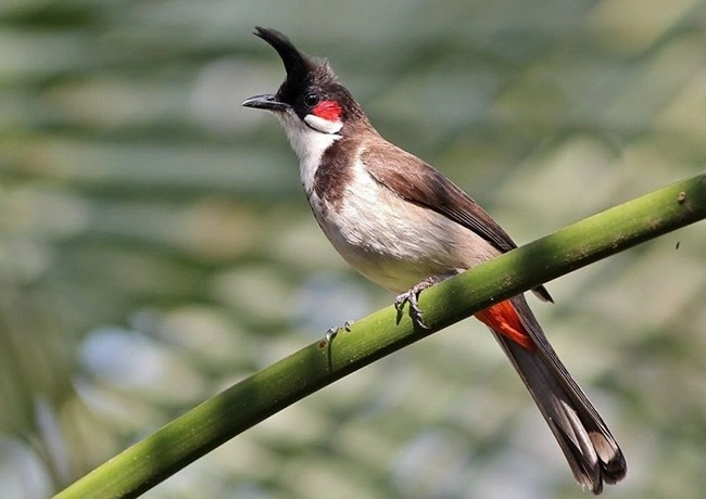 Chim chào mào - cách nhận biết nuôi chim khỏe - 2