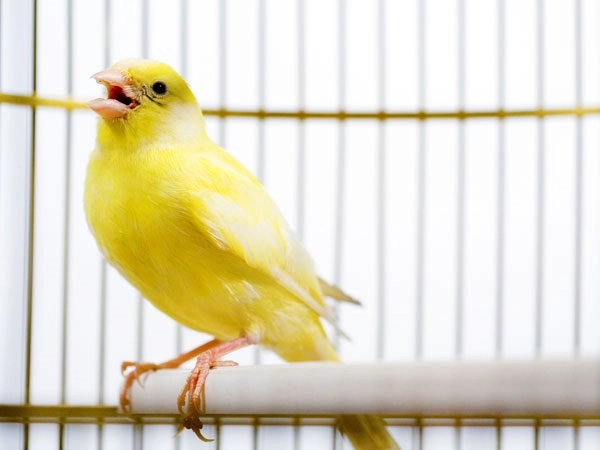 Chim hoàng yến đặc điểm cách nuôi và 1 số sự thật thú vị - 1