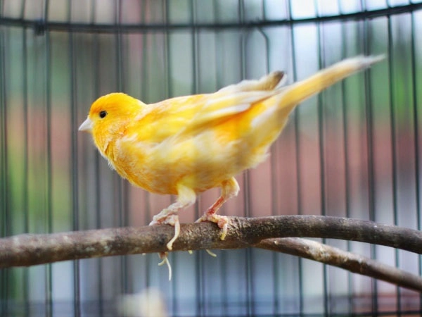 Chim hoàng yến đặc điểm cách nuôi và 1 số sự thật thú vị - 3