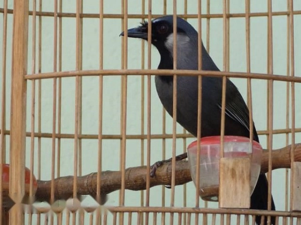 Chim khướu đặc điểm phân loại cách nuôi và chăm sóc tốt nhất - 4