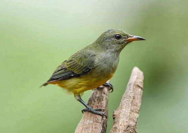 Chim sâu - đặc điểm môi trường sống và cách nuôi - 1
