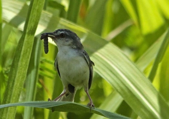 Chim sâu - đặc điểm môi trường sống và cách nuôi - 8