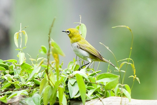 Chim vành khuyên đặc điểm cách nuôi và chăm sóc - 2