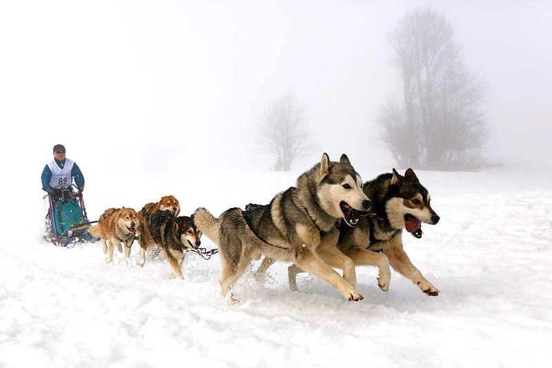 Chó alaska - cách phân biệt với chó husky và cách nuôi - 1