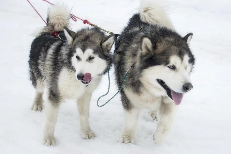 Chó alaska - cách phân biệt với chó husky và cách nuôi - 2