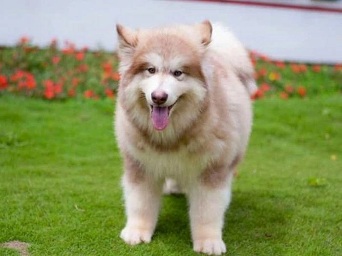 Chó alaska - cách phân biệt với chó husky và cách nuôi - 3