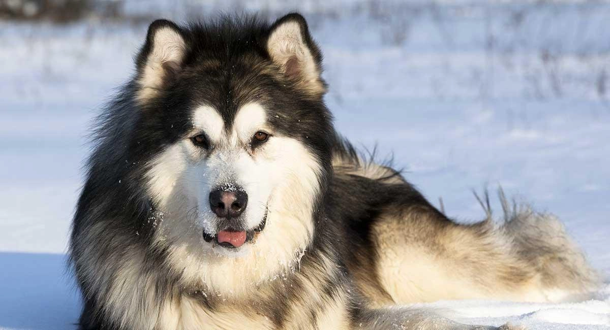Chó alaska - cách phân biệt với chó husky và cách nuôi - 4