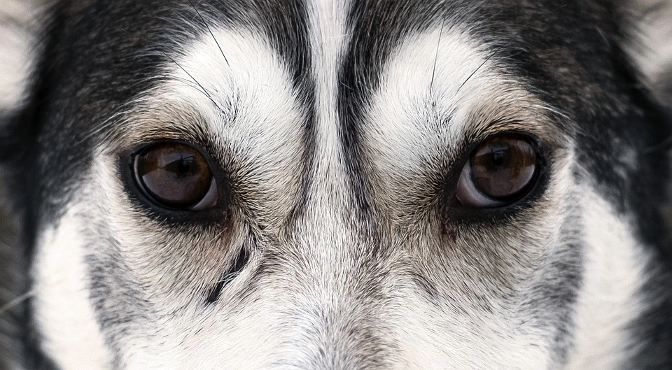 Chó alaska - cách phân biệt với chó husky và cách nuôi - 5