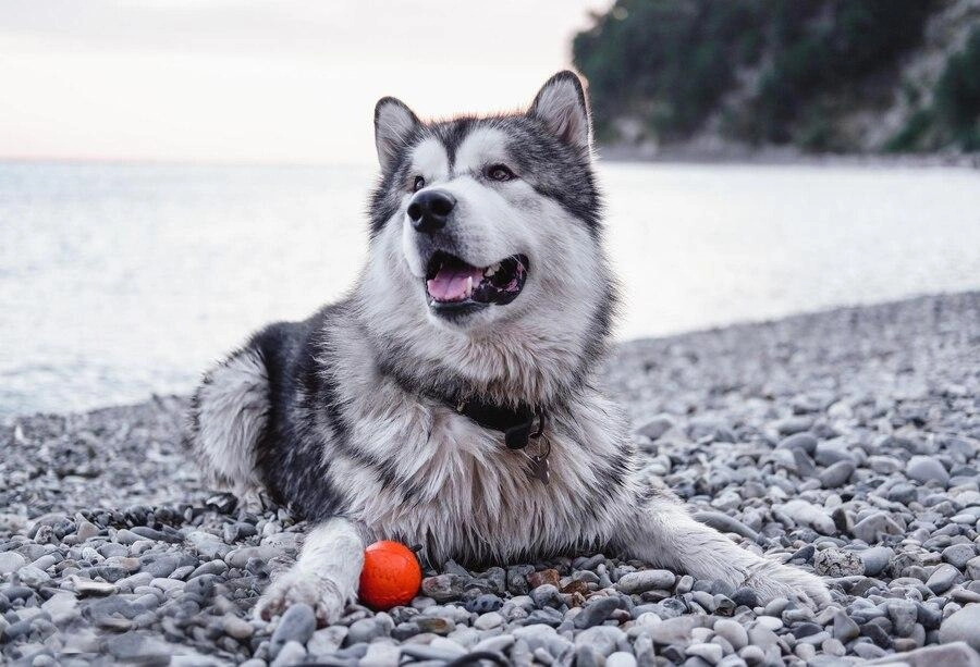 Chó alaska - cách phân biệt với chó husky và cách nuôi - 7