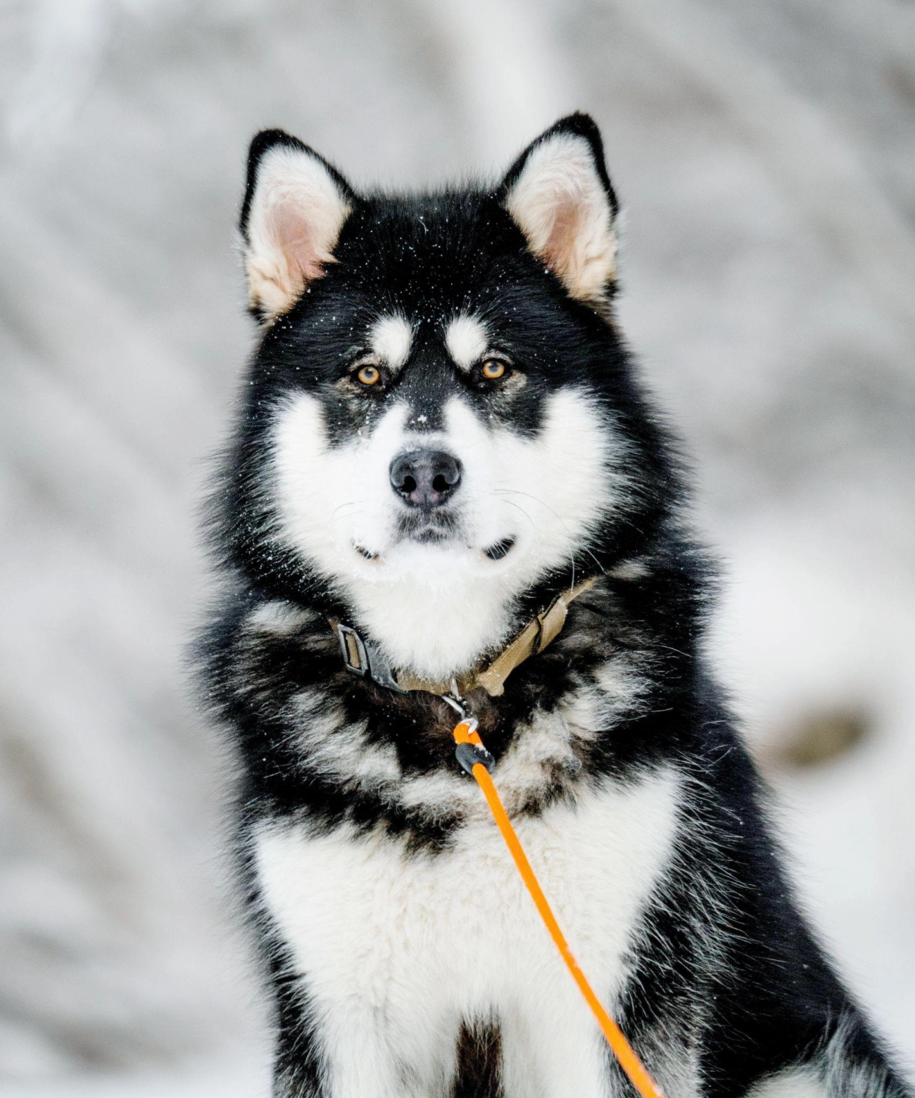 Chó alaska - cách phân biệt với chó husky và cách nuôi - 8