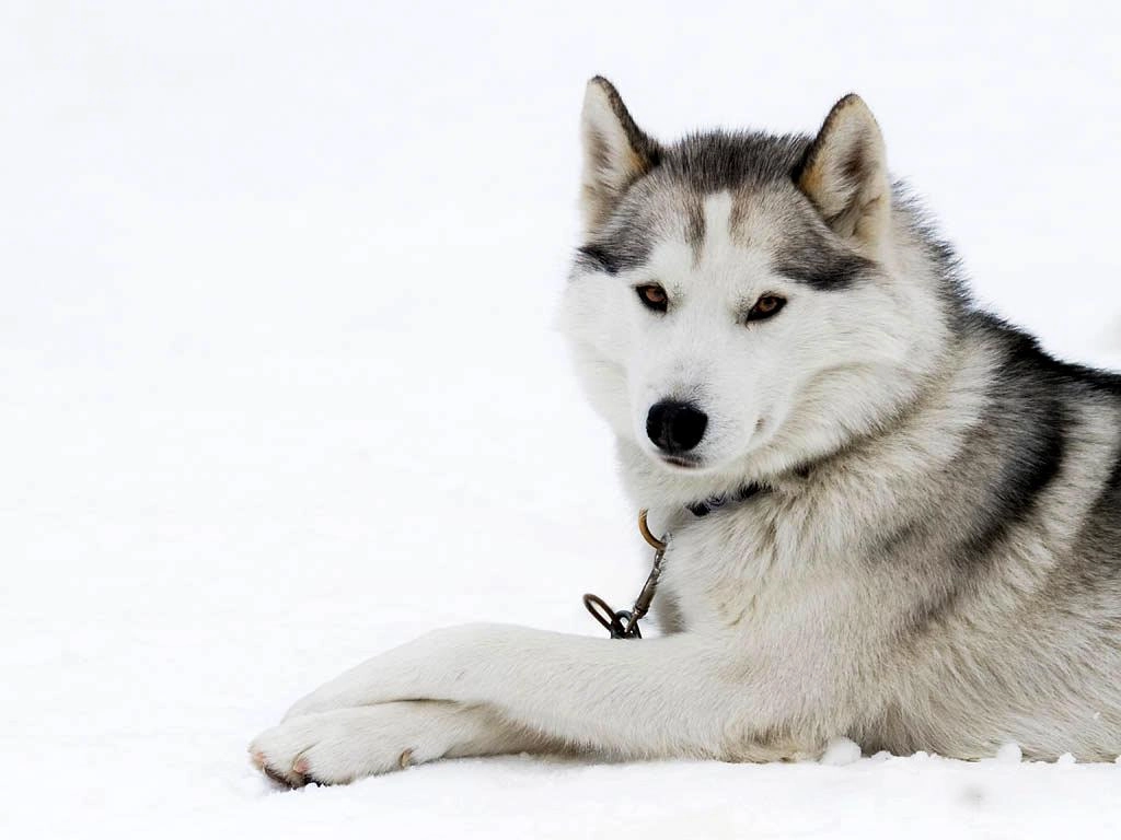 Chó alaska - cách phân biệt với chó husky và cách nuôi - 9