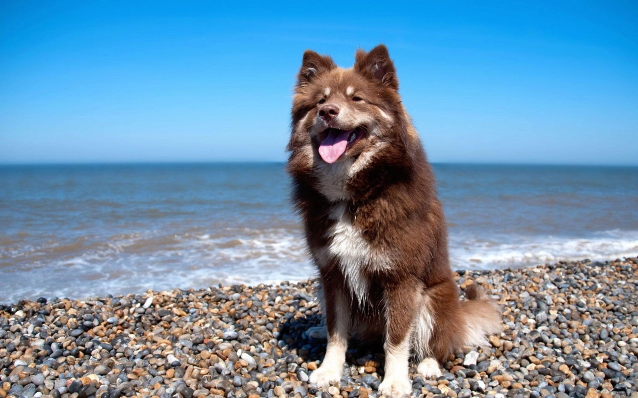 Chó alaska - cách phân biệt với chó husky và cách nuôi - 10