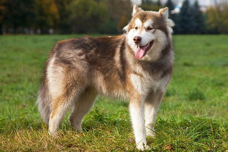 Chó alaska - cách phân biệt với chó husky và cách nuôi - 11