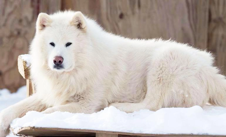 Chó alaska - cách phân biệt với chó husky và cách nuôi - 12