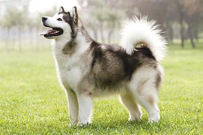 Chó alaska - cách phân biệt với chó husky và cách nuôi - 13