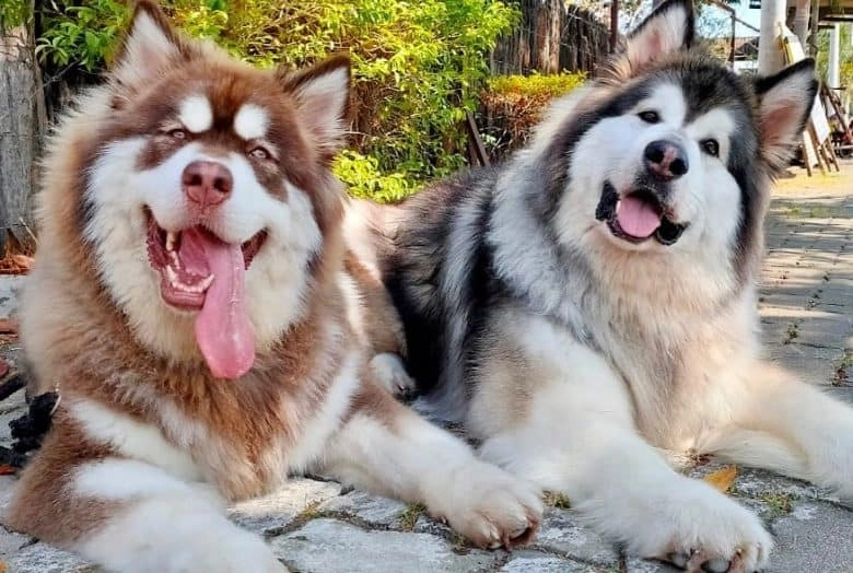 Chó alaska - cách phân biệt với chó husky và cách nuôi - 15