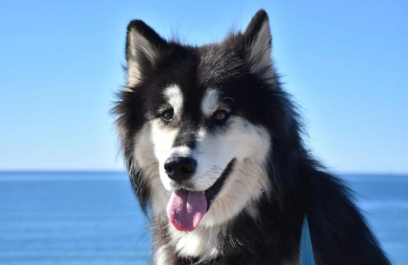 Chó alaska - cách phân biệt với chó husky và cách nuôi - 18