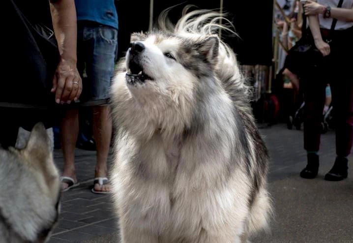 Chó alaska - cách phân biệt với chó husky và cách nuôi - 19