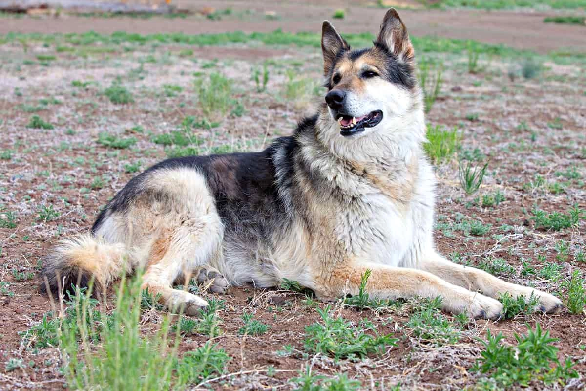Chó alaska - cách phân biệt với chó husky và cách nuôi - 20