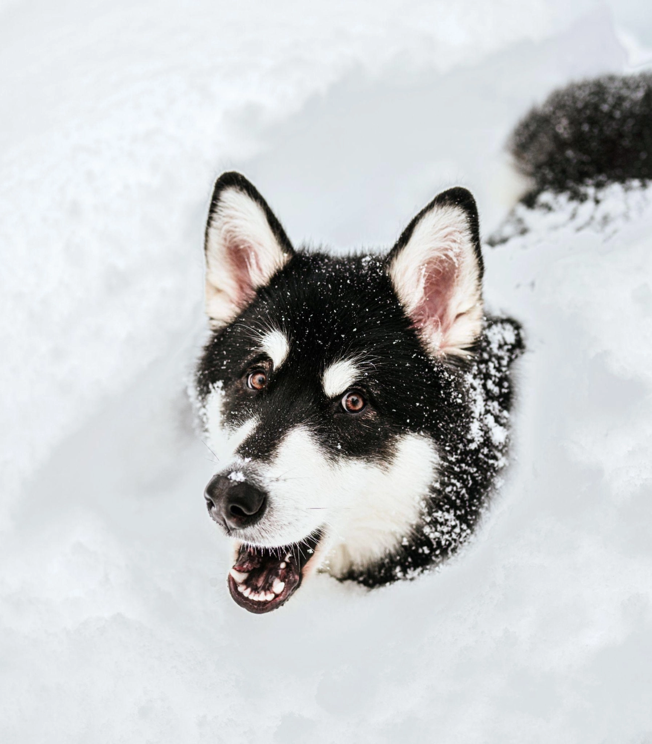 Chó alaska - cách phân biệt với chó husky và cách nuôi - 21