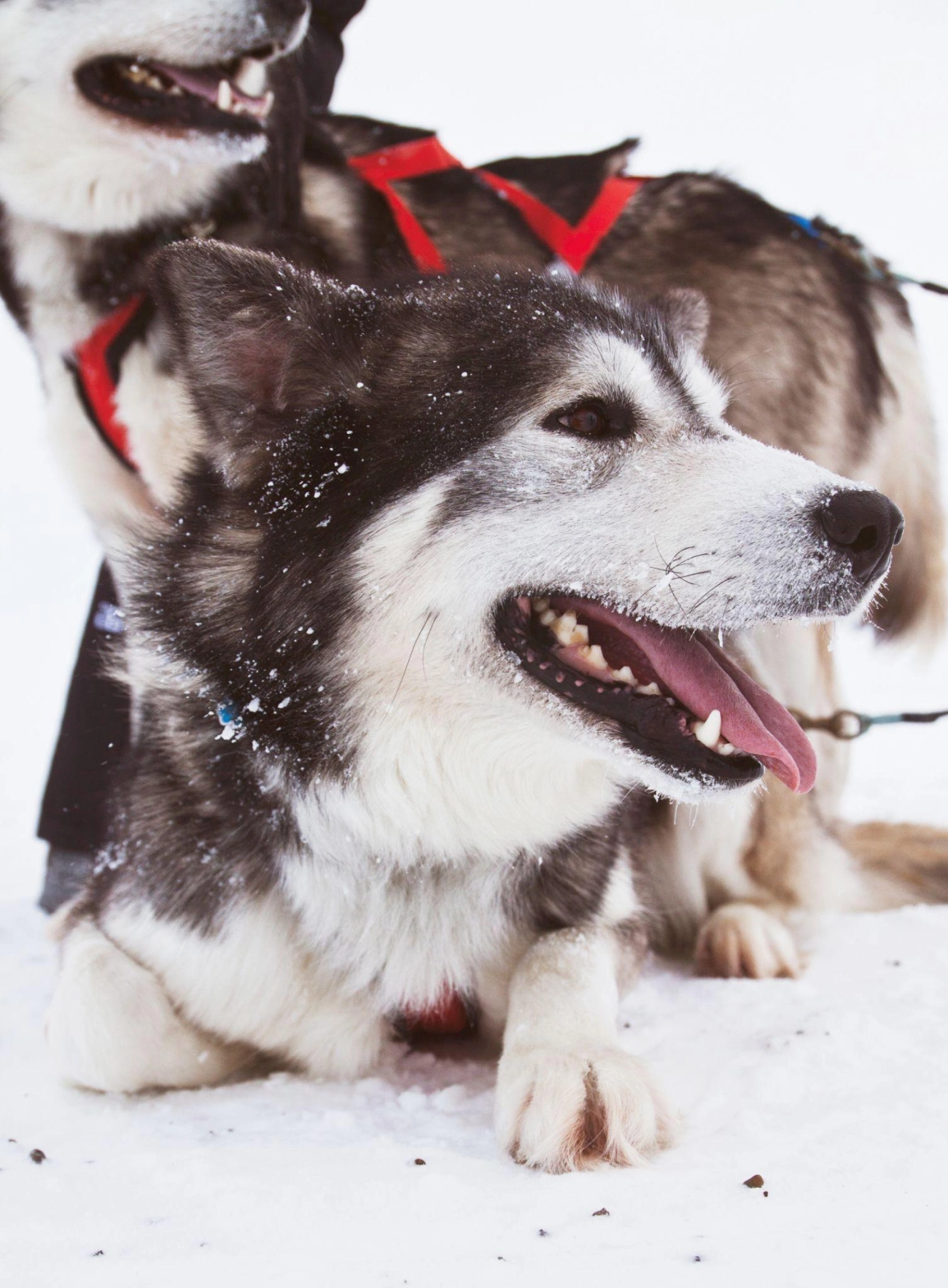 Chó alaska - cách phân biệt với chó husky và cách nuôi - 22