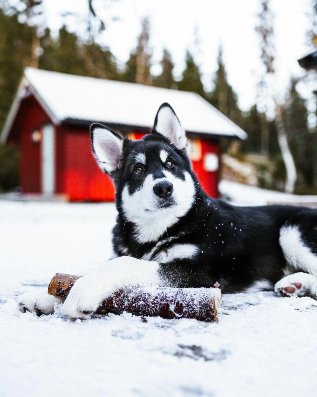 Chó alaska - cách phân biệt với chó husky và cách nuôi - 23