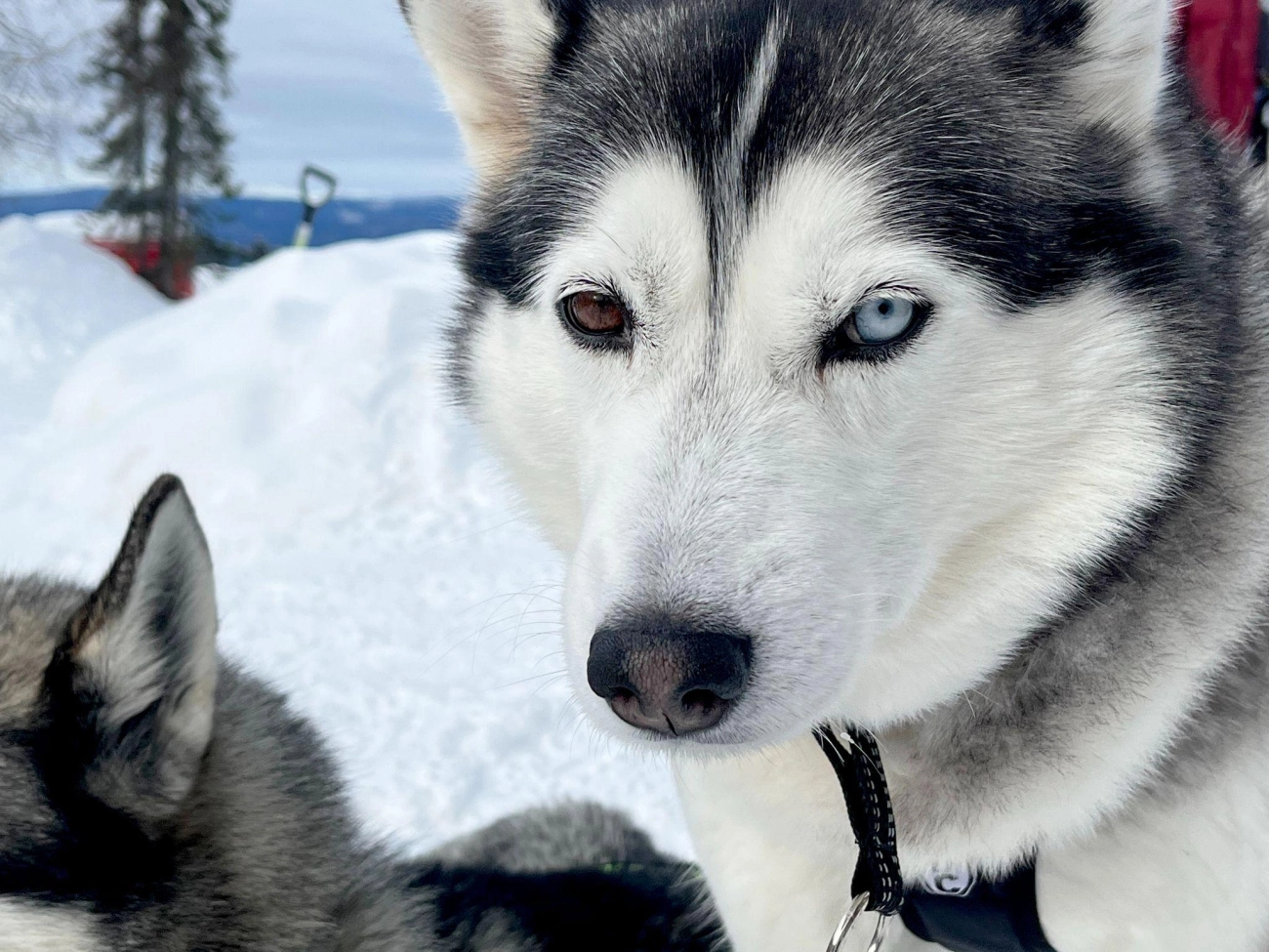 Chó alaska - cách phân biệt với chó husky và cách nuôi - 25