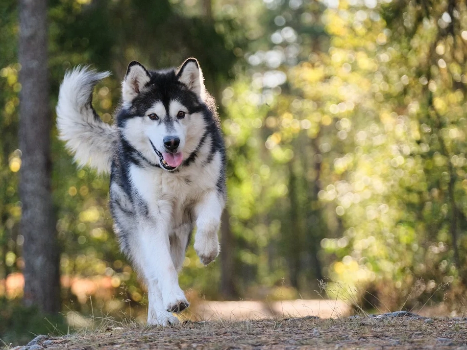 Chó alaska - cách phân biệt với chó husky và cách nuôi - 26