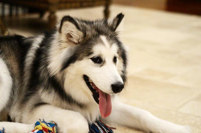 Chó alaska - cách phân biệt với chó husky và cách nuôi - 27
