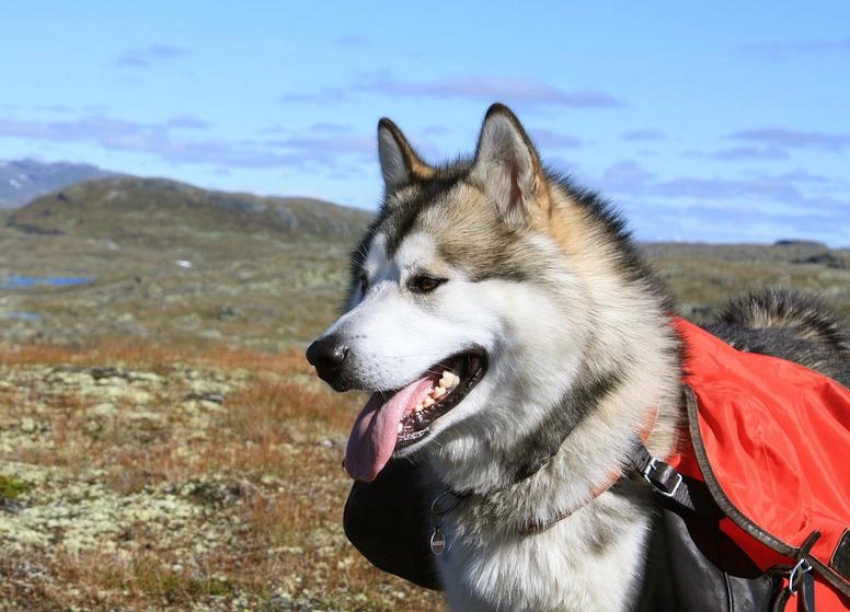 Chó alaska - cách phân biệt với chó husky và cách nuôi - 28