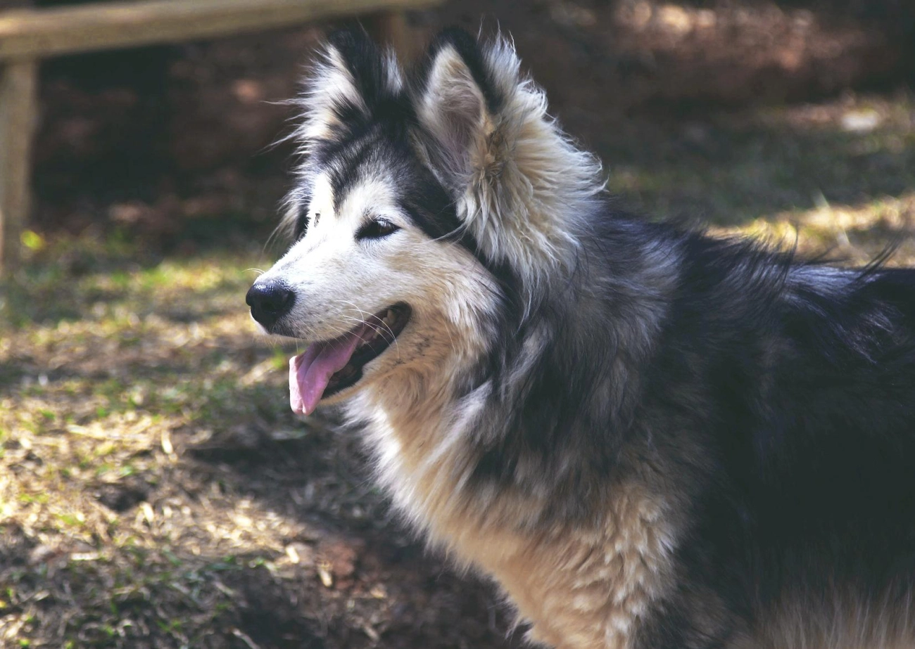 Chó alaska - cách phân biệt với chó husky và cách nuôi - 30