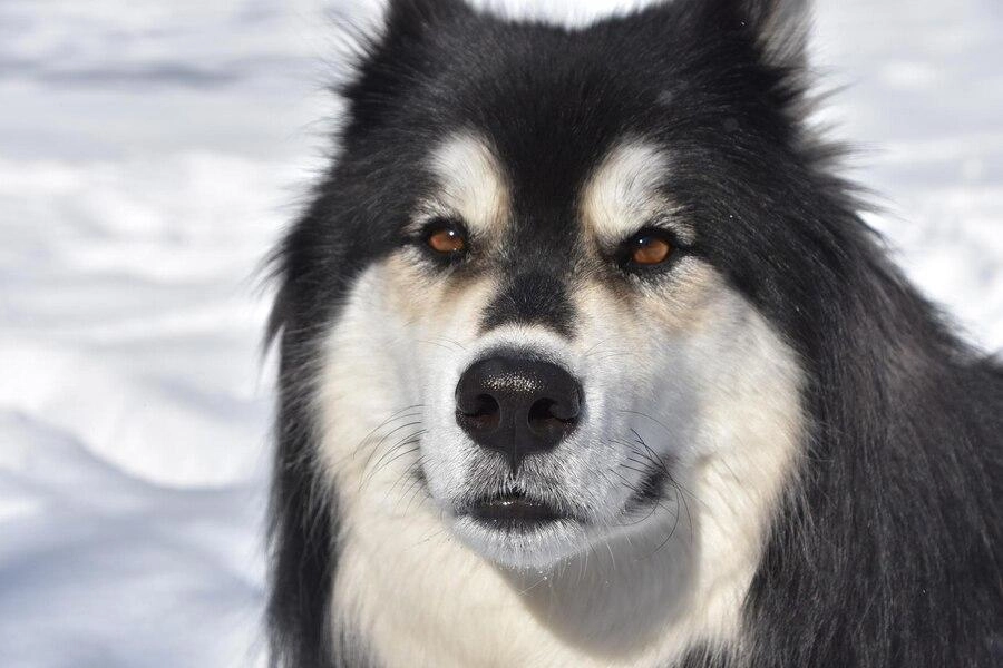 Chó alaska - cách phân biệt với chó husky và cách nuôi - 32