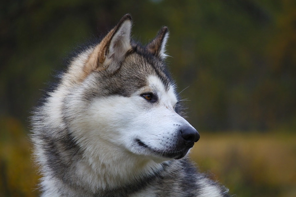 Chó alaska - cách phân biệt với chó husky và cách nuôi - 35