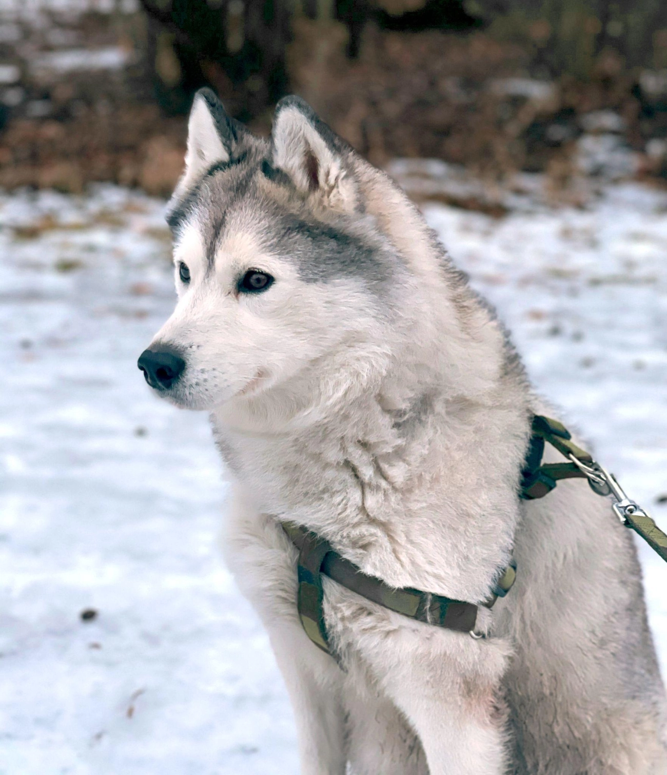 Chó alaska - cách phân biệt với chó husky và cách nuôi - 36
