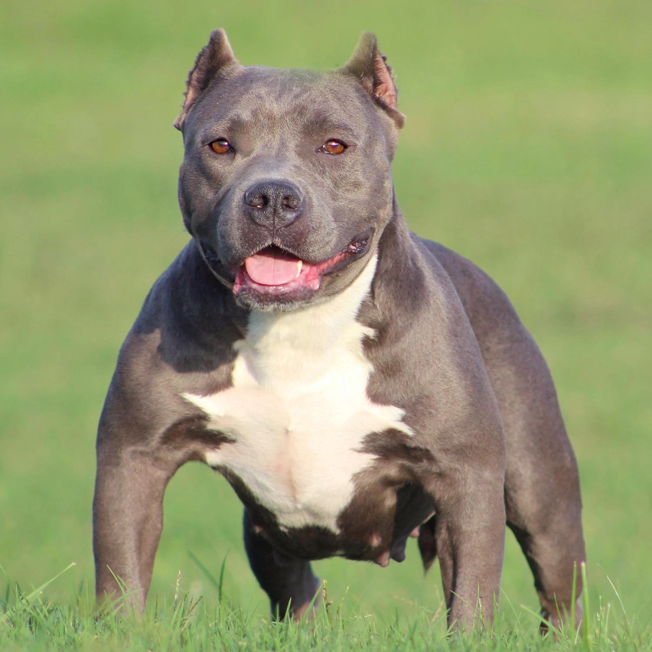 Chó buly như anh em sinh đôi với pitbull nhưng rất thân thiện - 2