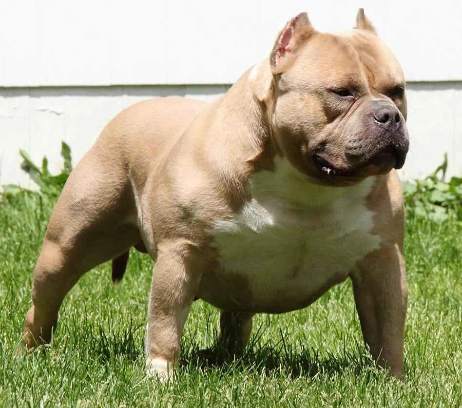 Chó buly như anh em sinh đôi với pitbull nhưng rất thân thiện - 3