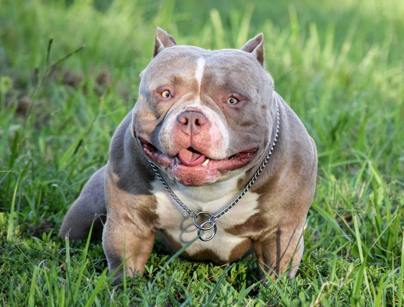 Chó buly như anh em sinh đôi với pitbull nhưng rất thân thiện - 21