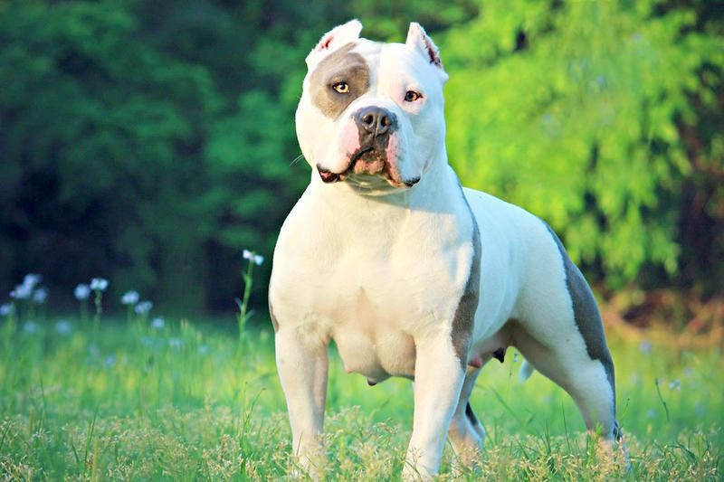 Chó buly như anh em sinh đôi với pitbull nhưng rất thân thiện - 31