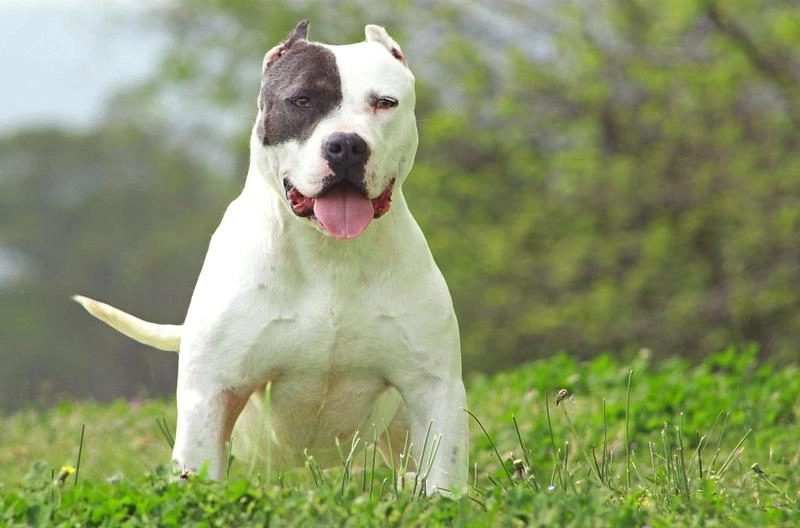 Chó buly như anh em sinh đôi với pitbull nhưng rất thân thiện - 33