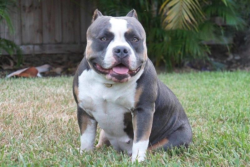 Chó buly như anh em sinh đôi với pitbull nhưng rất thân thiện - 34