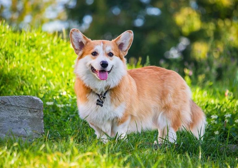 Chó corgi - nguồn gốc đặc điểm và cách chăm sóc tốt nhất - 1