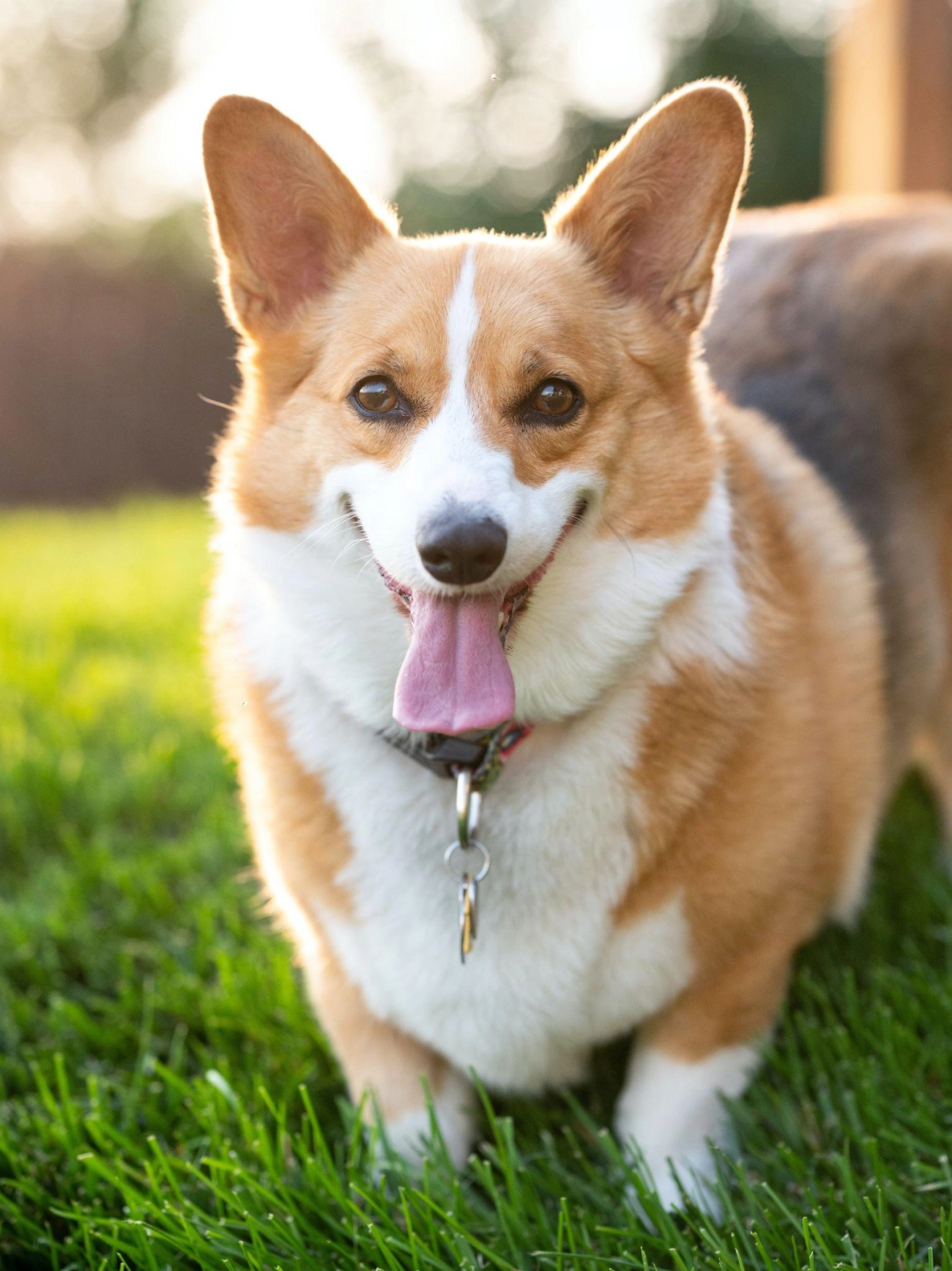 Chó corgi - nguồn gốc đặc điểm và cách chăm sóc tốt nhất - 3