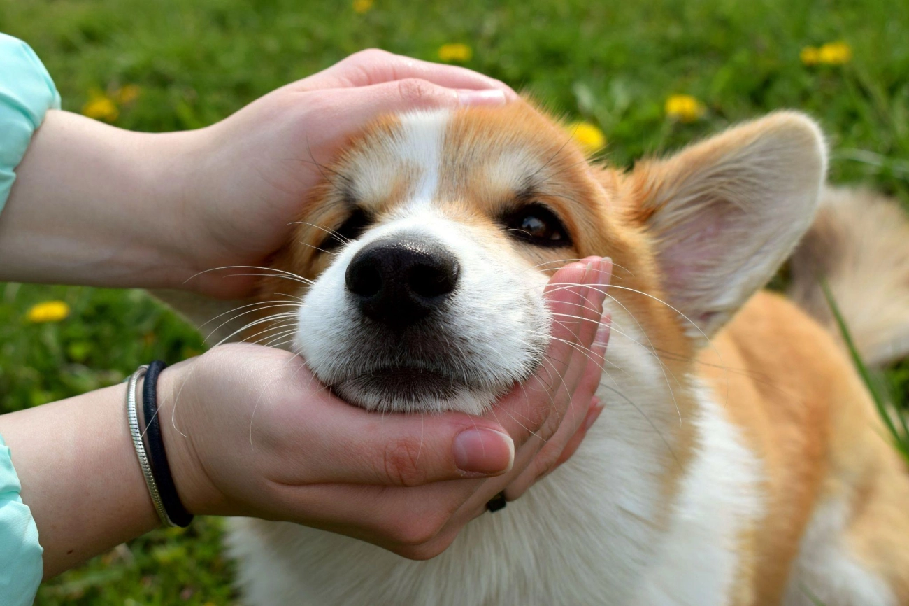 Chó corgi - nguồn gốc đặc điểm và cách chăm sóc tốt nhất - 6