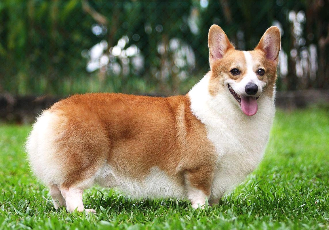 Chó corgi - nguồn gốc đặc điểm và cách chăm sóc tốt nhất - 7