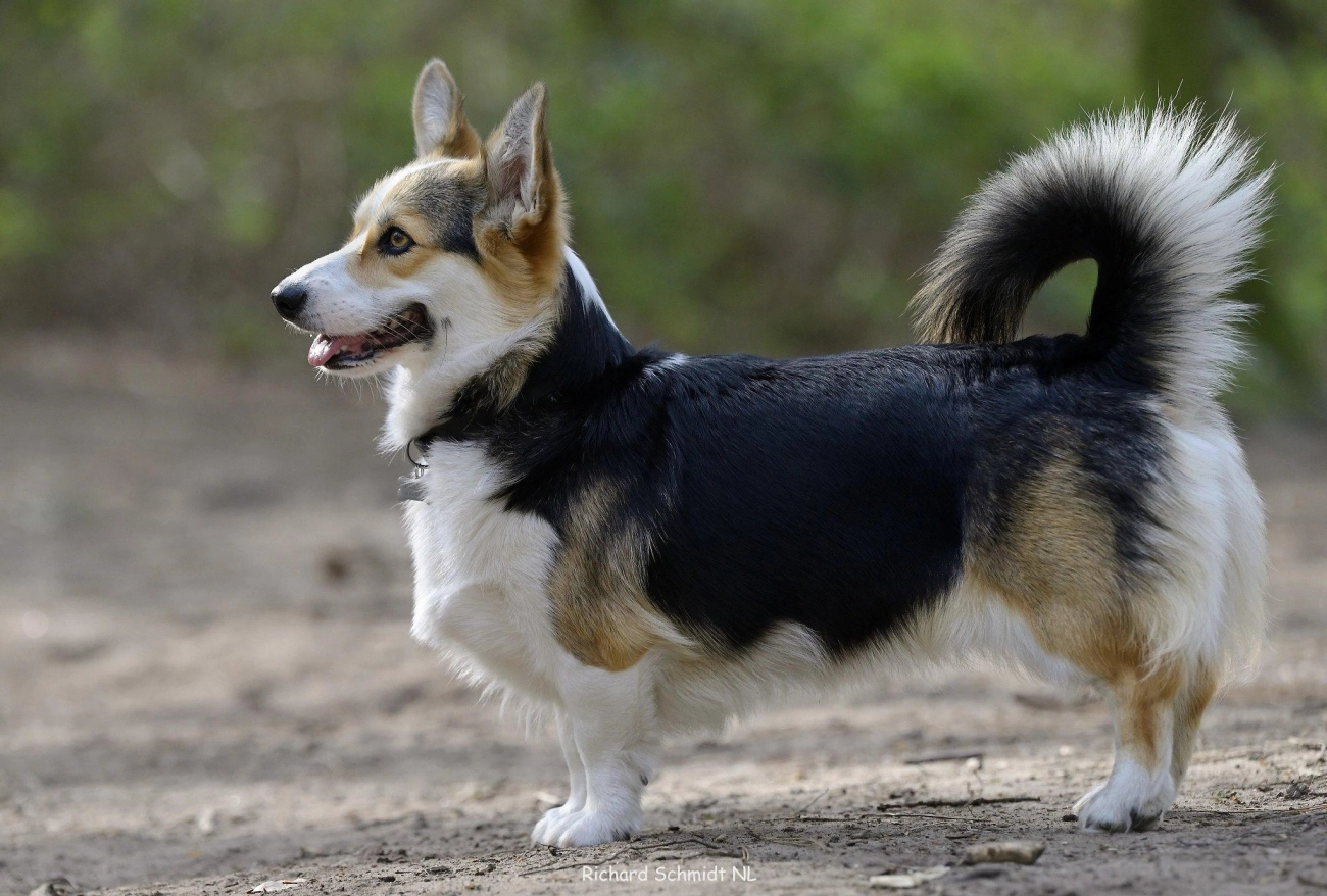 Chó corgi - nguồn gốc đặc điểm và cách chăm sóc tốt nhất - 8