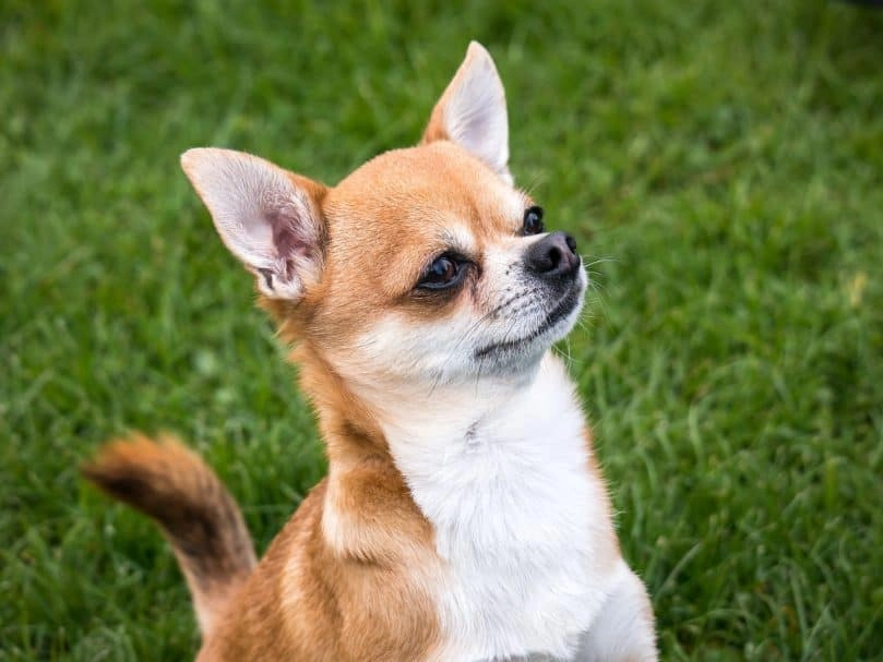 Chó corgi - nguồn gốc đặc điểm và cách chăm sóc tốt nhất - 13