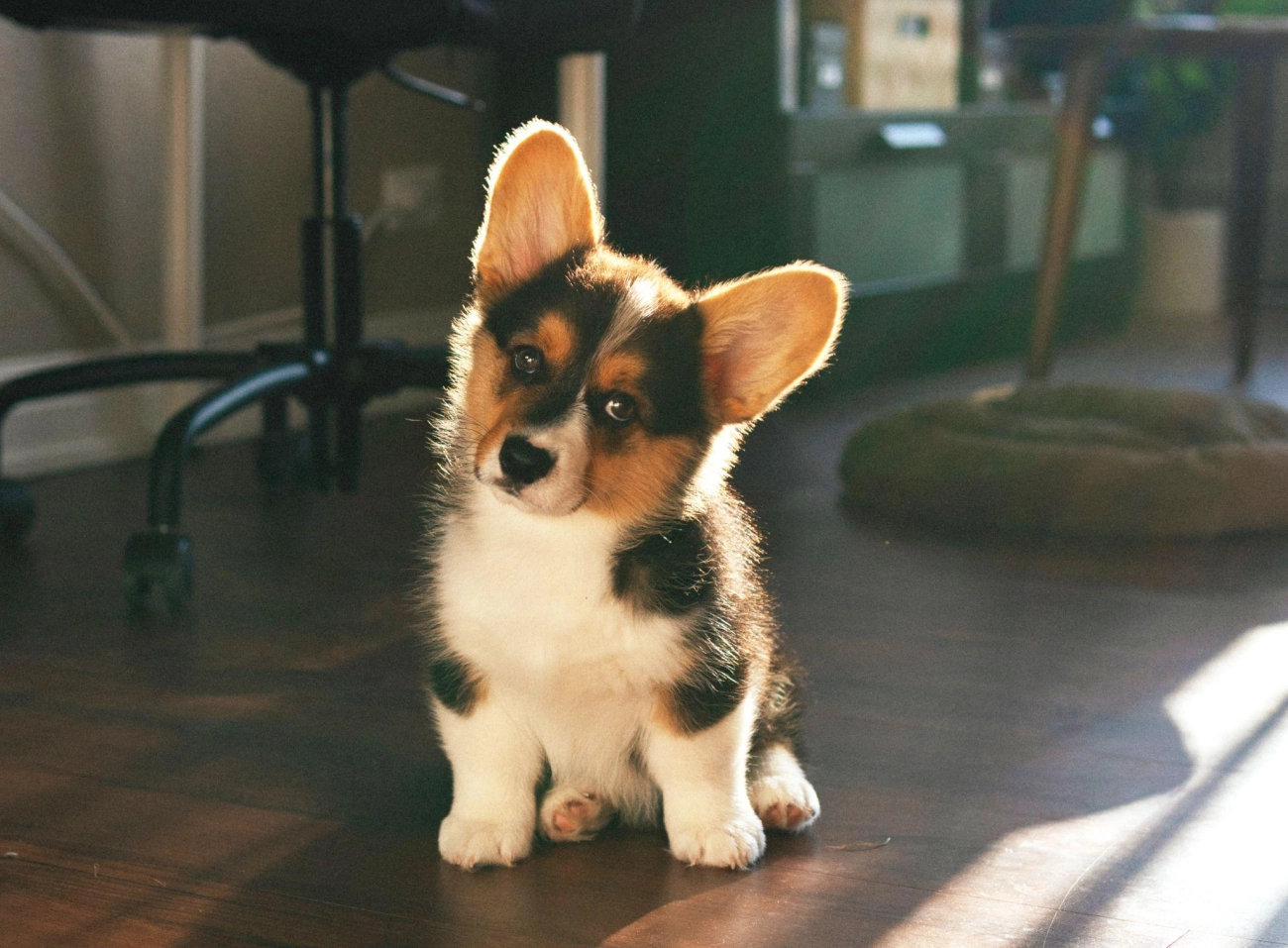 Chó corgi - nguồn gốc đặc điểm và cách chăm sóc tốt nhất - 21