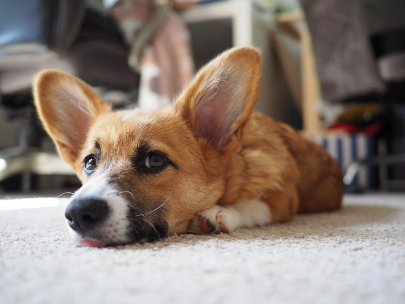 Chó corgi - nguồn gốc đặc điểm và cách chăm sóc tốt nhất - 23